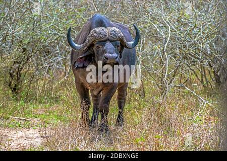 Cap Buffalo nel Parco Nazionale Kruger in Sud Africa Foto Stock