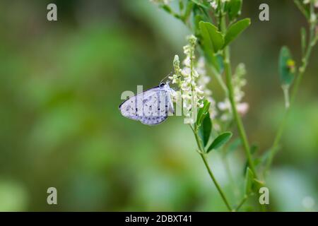 Una farfalla bluastra raccoglie nettare dai fiori di una pianta. Foto Stock