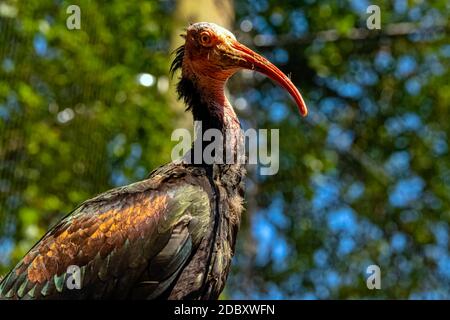 Geronticus eremita conosciuto come Waldrapp, Hermit o Northern Bald ibis Foto Stock