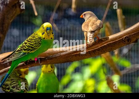 Melopsittacus undulatus conosciuto come budgerigar e Tadeniopygia guttata conosciuto come zebra finch Foto Stock