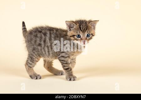 Europäische Wildkatze (Felis silvestris), Jungtier, stehend, cattività, 8 Wochen, Studioaufnahme, Österreich Foto Stock