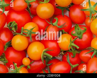 Primo piano di pomodori coltivati in casa, varietà Mountain Magic, tutti frutti e Sungold Foto Stock