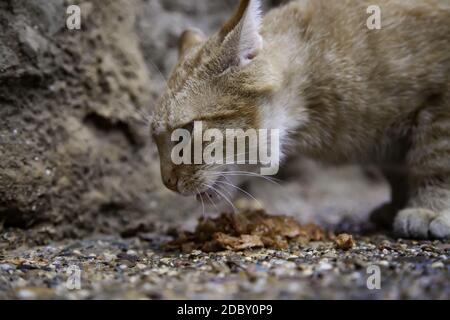 Gatti randagi che mangiano nella strada, dettaglio di animali domestici abbandonati Foto Stock