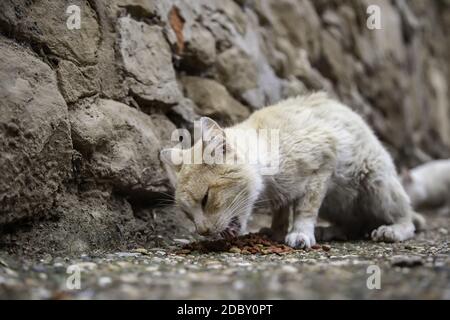 Gatti randagi che mangiano nella strada, dettaglio di animali domestici abbandonati Foto Stock