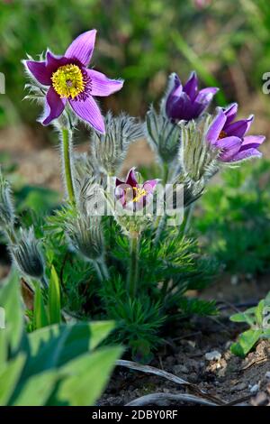 Nahaufnahme von blühenden Pulsatille vulgaris, der europäischen oder gewöhnlichen Küchenschelle, Weilerswist, Nordrhein-Westfalen, Deutschland Foto Stock