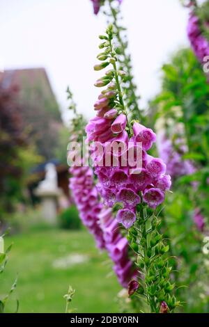 Roter Fingerhut (Digitalis purpurea) - blühende Pflanze Foto Stock