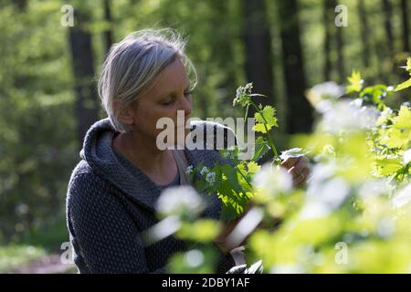 Knoblauchsrauke-Ernte, Kräuterernte, Frau in einem Bestand von Knoblauchsrauke in einem Wald, Kräuter sammeln, Knoblauchsrauke, Gewöhnliche Knoblauchs Foto Stock