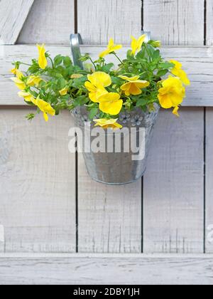 Fiori gialli nel secchio appeso alla parete in legno Foto Stock