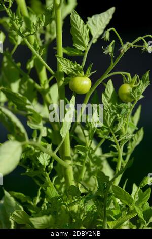 La luce solare brillante della sera dona verdi molto vividi in questa immagine ravvicinata verticale di una pianta di pomodoro. Un piccolo pomodoro di ciliegia è il fuoco. Foto Stock