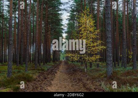 piccola betulla è cresciuta in una foresta di conifere e con le sue foglie gialle autunnali sono ben visibili tra il verde colori naturali della foresta Foto Stock