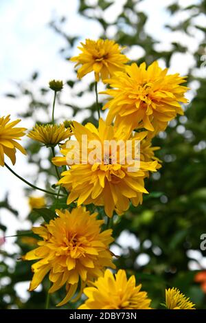 la kerria japonica fiorente gialla nel giardino Foto Stock