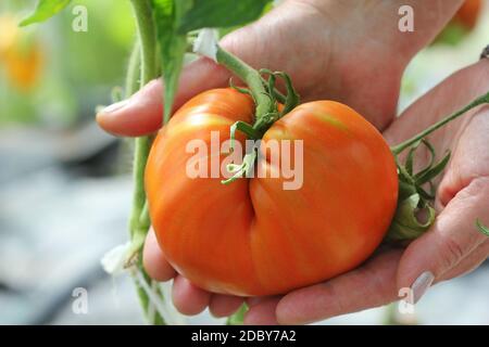 Pomodoro di manzo in mani contadine . Foto Stock