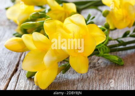 Giallo fresia fiori sul vecchio sfondo di legno. Close-up. Foto Stock