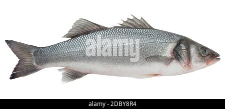 Seabass isolato su sfondo bianco, tracciato di ritaglio, profondità di campo completa Foto Stock