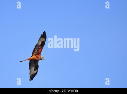 Nibbio reale Milvus milvus Foto Stock