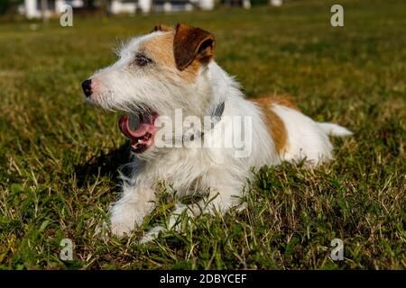 Un Terrier carino sta giocando su un prato Foto Stock