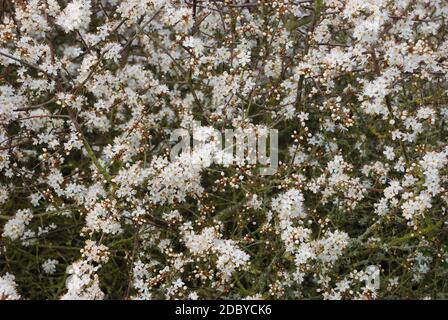 White prugnolo blossom filiali Foto Stock