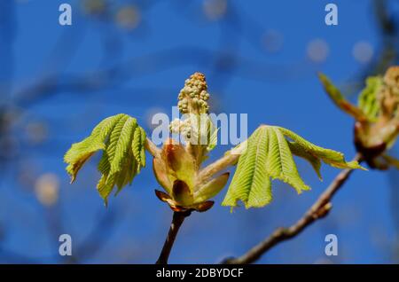 un germoglio di castagno aperto con giovani foglie in primavera contro il cielo blu Foto Stock