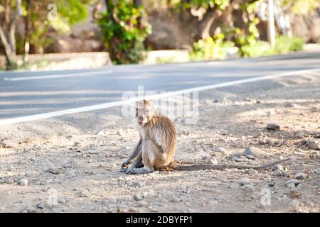 Il macaco si trova sul lato della strada. Scimmia a Bali. Foto Stock