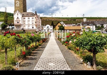 Rose Garden sul fiume Reno a Rudesheim am Rhein, Germania Foto Stock