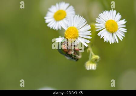 Rosa chafer bug su un bianco e giallo fiore selvatico, grande colorato metallo verde fetile all'aperto, macro. Foto Stock