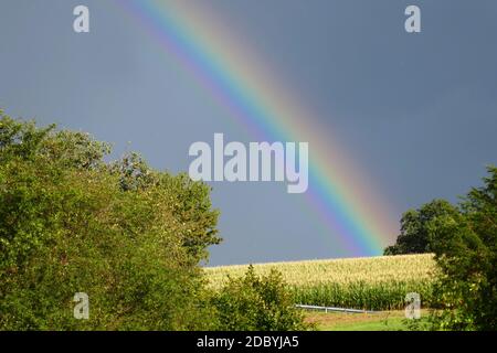 Campo di mais con arcobaleno Foto Stock