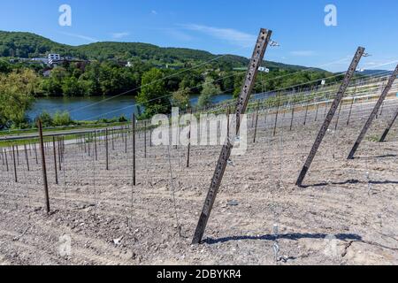 Vigneto di recente impianto con pali di metallo vicino Bernkastel-Kues sul fiume Mosella Foto Stock