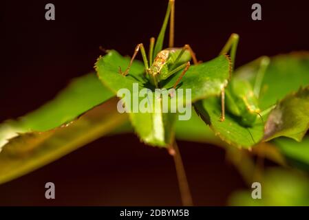 Cavallette verdi Foto Stock