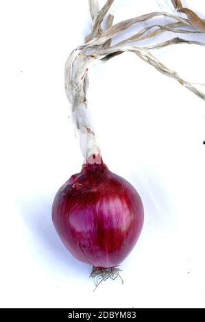 Una sola cipolla rossa isolata di Tropea su sfondo bianco. Cipolla di Tropea è il nome dato alla cipolla rossa (Allium cepa) coltivata lungo il Tyrr Foto Stock