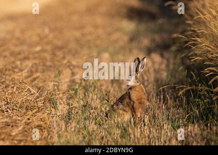 La testa di Hare alla luce del sole che sorge in estate tra stoppie fuzzy, Regione Podlasie, Polonia, Europa Foto Stock