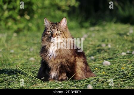 Un bel gatto della foresta norvegese seduto al sole di sera nel campo falciato Foto Stock