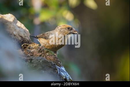 Red crossbill (Loxia curvirostra) maschio, bevendo da un flusso naturale nella foresta, Andalusia, Spagna. Foto Stock