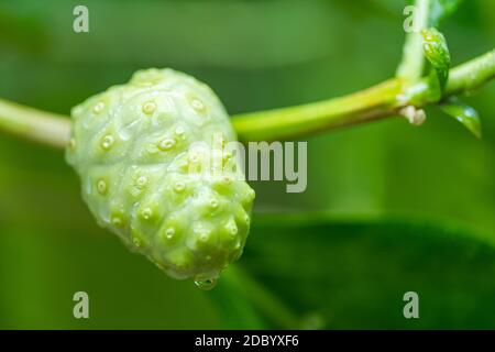 il frutto della pianta di morinda citrifolia(noni) nel giardino È prodotti agricoli Foto Stock