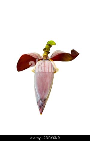 Banana fiore mangiato come vegetale isolato su sfondo bianco Foto Stock