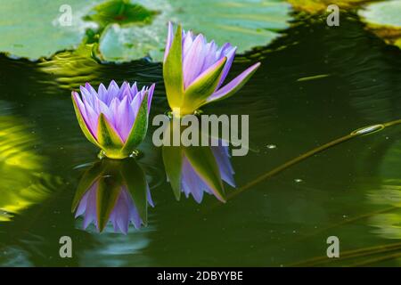 Rosa Un giglio di acqua Foto Stock