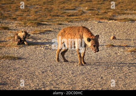 Spotted hyena (Crocuta crocuta) camminando sulla terra asciutta con il suo cucciolo giacente in background. Parco Nazionale della Sierra Nevada, Spagna Foto Stock