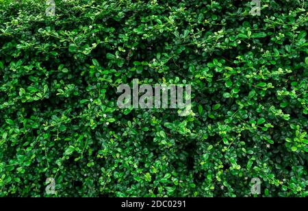 Closeup sempreverde siepi piante. Piccole foglie verdi in fondo texture parete di heage. Eco sempreverde siepe muro. Pianta ornamentale in giardino cortile. Ma Foto Stock