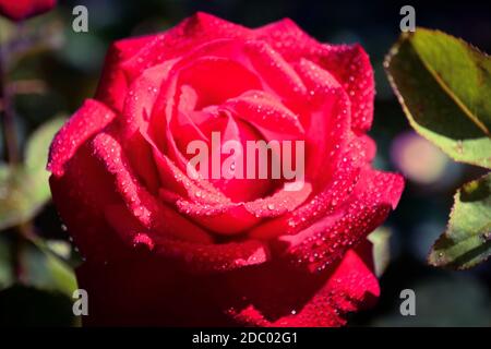 Belle rose con gocce d'acqua Foto Stock