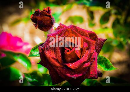 Belle rose con gocce d'acqua Foto Stock