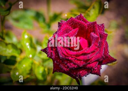 Belle rose con gocce d'acqua Foto Stock