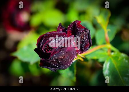 Belle rose con gocce d'acqua Foto Stock