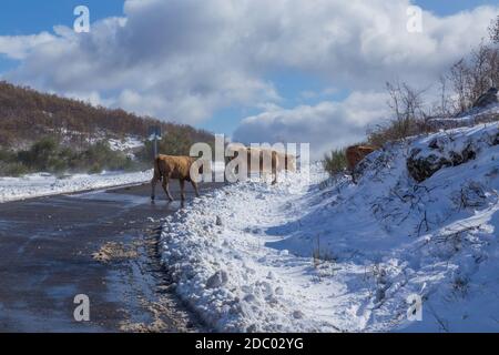 Le mucche in montagna con la neve di Sanabria, vicino al lago, Castilla y Leon, Spagna Foto Stock