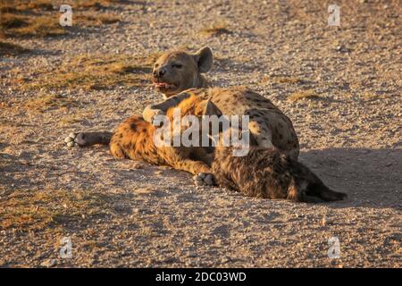 Spotted hyena (Crocuta crocuta) alimentare la sua cubs giacente a terra. Parco Nazionale della Sierra Nevada, Spagna Foto Stock