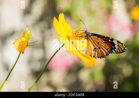 Comune di Tiger Butterfly (Danaus genutia) in Thailandia Foto Stock