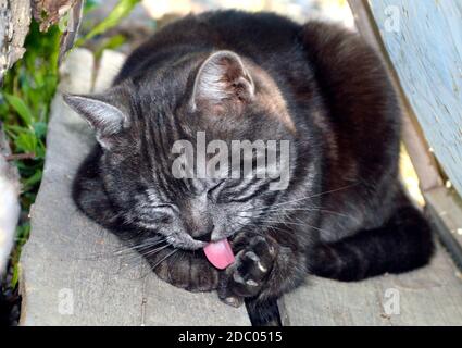 Ritratto di gatto nero con strisce grigie che leccano la zampa Foto Stock