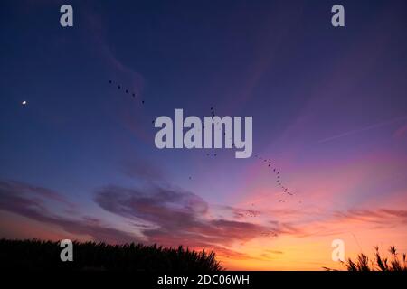 Tramonto sulle canne e gli uccelli, giorno luminoso, nuvole, arancione e blu Foto Stock