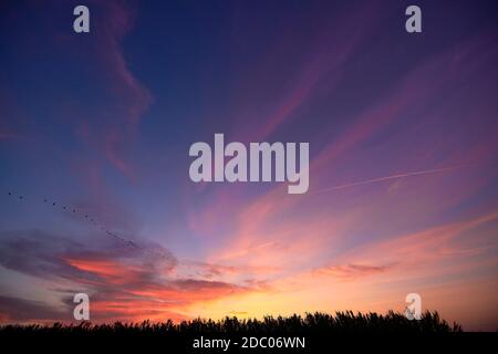 Tramonto sulle canne e gli uccelli, giorno luminoso, nuvole, arancione e blu Foto Stock