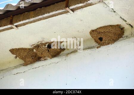 Nidi di rondini sotto il tetto della casa. Primavera, Russia Foto Stock