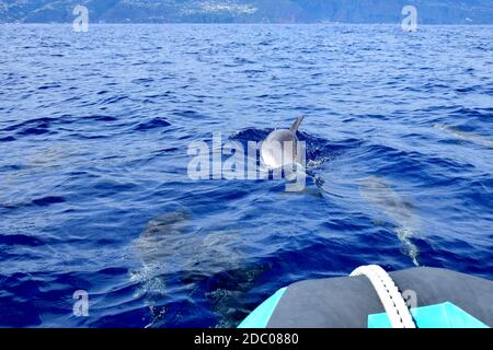 Una cialda di delfino comune (Delfinus delphis) nell'oceano atlantico di fronte ad una barca, la maggior parte di loro sotto l'acqua. Avvistamento di balene a Madeira, Portogallo. T Foto Stock