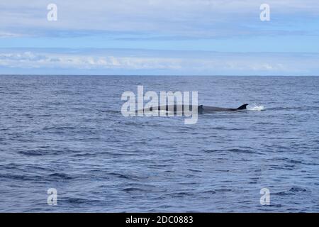 La schiena con la pinna dorsale di una balena di Bryde (Balaenoptera edeni) e il suo vitello nell'oceano atlantico. Avvistamento di balene a Madeira, Portogallo. Foto Stock